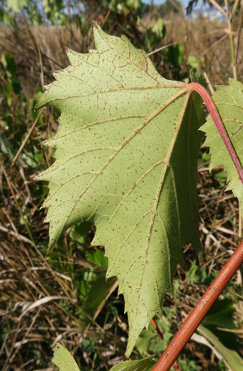 Image of Vitis riparia specimen.