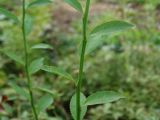 Vaccinium parvifolium. Часть молодого побега. Московская обл., г. Видное, садовый участок, кислый цветник. 28.09.2023.