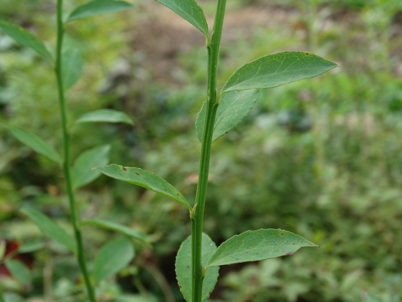 Изображение особи Vaccinium parvifolium.