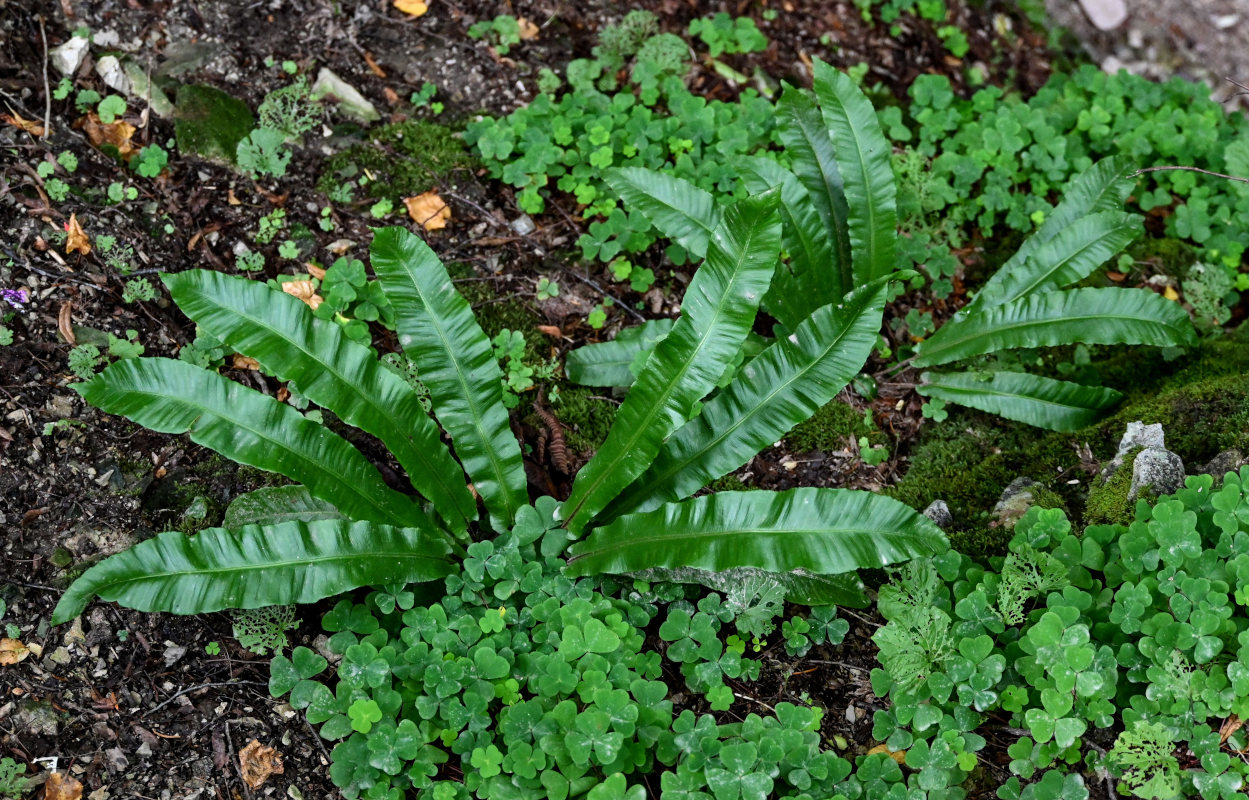 Image of Phyllitis scolopendrium specimen.