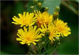 Hieracium umbellatum