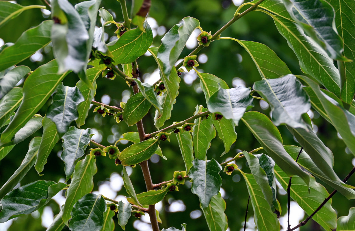 Image of Diospyros lotus specimen.