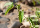 Sanguisorba officinalis. Верхушка прикорневого листа (видны прилистнички в основании листочков). Республика Саха (Якутия), Хангаласский улус, левый берег р. Сиинэ (Синяя) выше устья р. Сылбах, галечник. 28.07.2023.