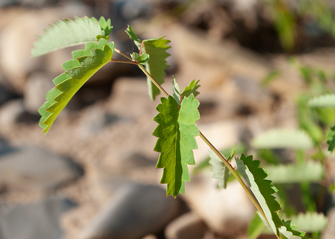 Image of Sanguisorba officinalis specimen.