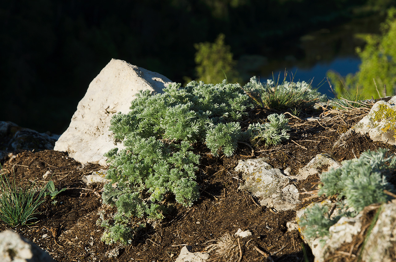 Изображение особи Artemisia frigida.