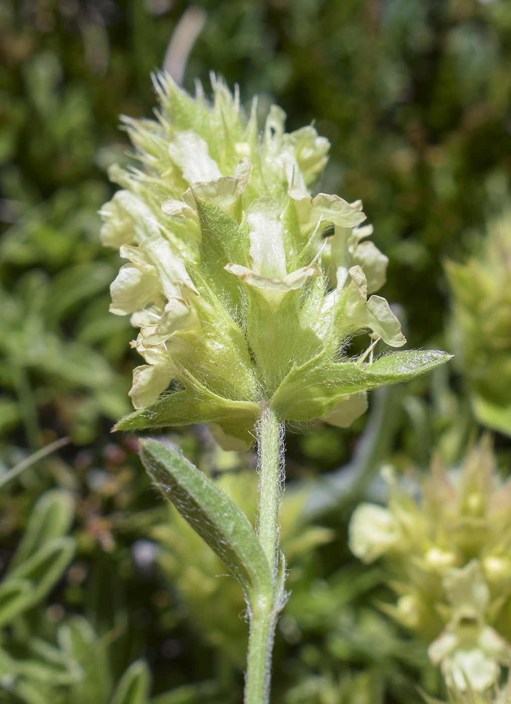 Image of Sideritis hyssopifolia specimen.