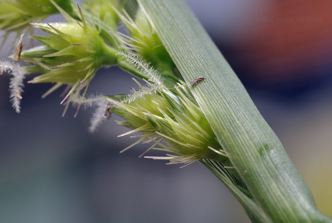 Image of Cenchrus echinatus specimen.