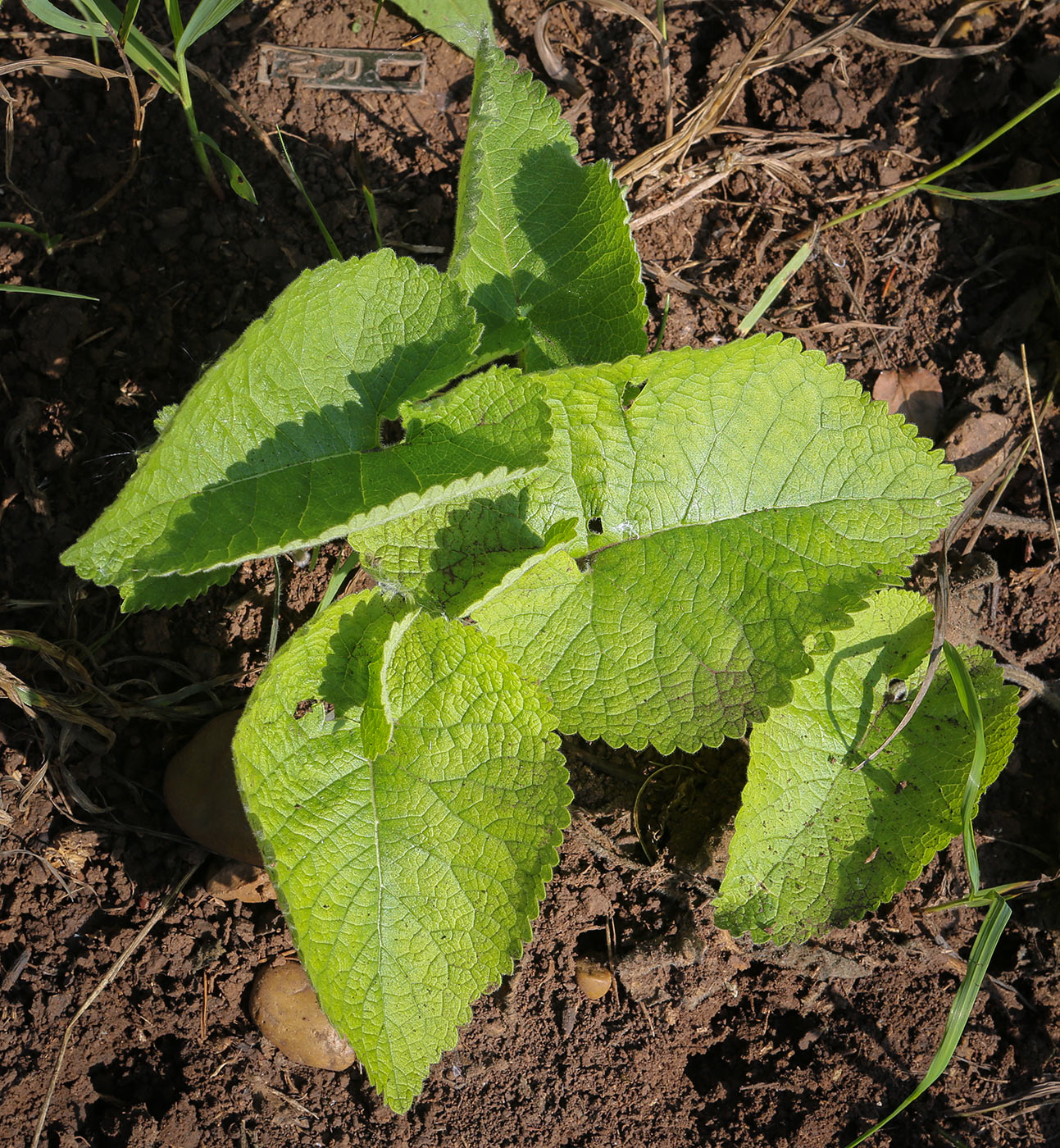 Image of Phlomoides tuberosa specimen.