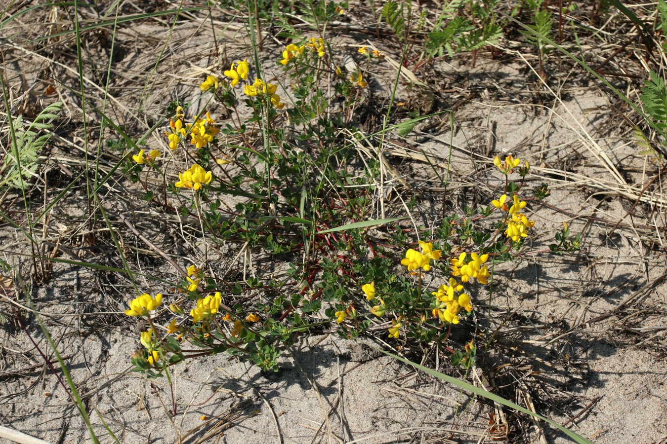 Image of Lotus ruprechtii specimen.