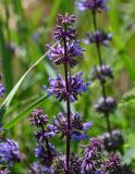 Salvia verticillata