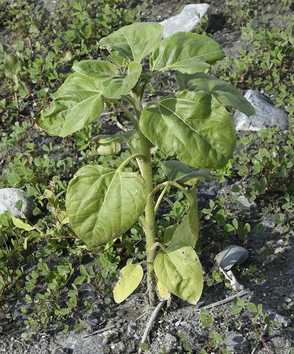 Image of Helianthus annuus specimen.