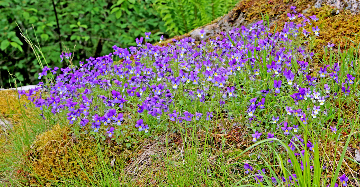 Image of Viola tricolor specimen.