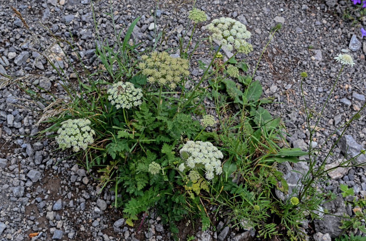 Image of Seseli libanotis specimen.