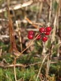 Maianthemum bifolium. Верхушка засыхающего растения с соплодием со зрелыми плодами. Магаданская обл., г. Магадан, мкр-н Снежная Долина, заброшенный огород. 26.09.2023.