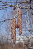 Alnus hirsuta. Верхушка побега с соцветиями. Хабаровский край, окр. г. Комсомольск-на-Амуре, берег ручья Тёплый ключ. 14.04.2024.