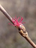 Corylus mandshurica