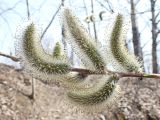 Salix gracilistyla. Часть побега с мужскими соцветиями. Хабаровский край, г. Комсомольск-на-Амуре, сырой овраг рядом с руч. Тёплый ключ. 25.04.2024.