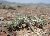 Nanophyton erinaceum