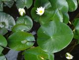 Nymphaea alba