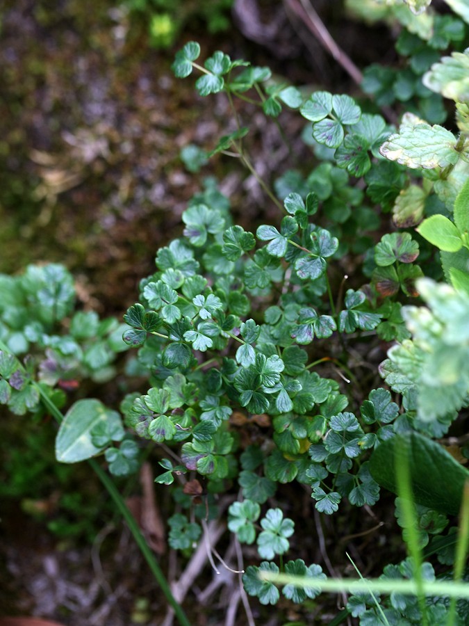 Image of Thalictrum alpinum specimen.