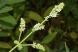 Mentha suaveolens