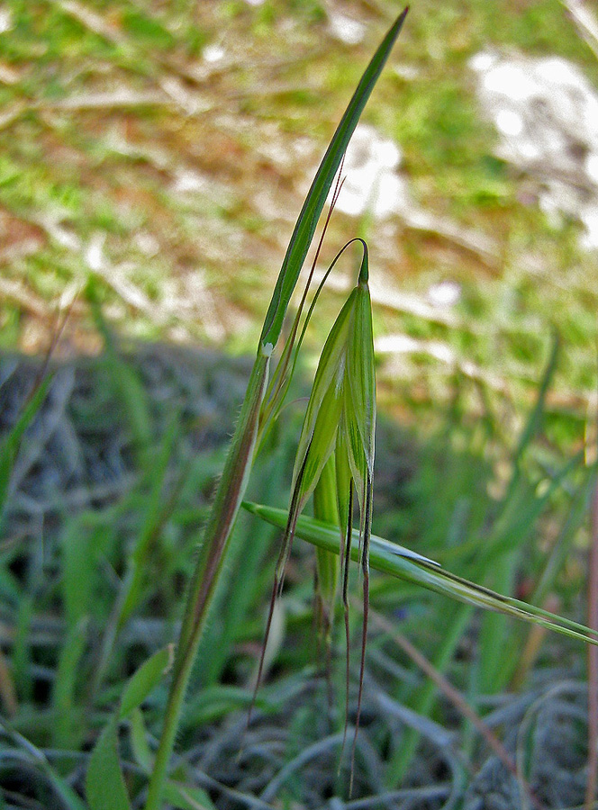 Image of Avena clauda specimen.