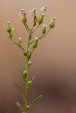 Conyza canadensis
