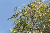 Brachychiton rupestris. Верхушка ветви. Турция, г. Анталья, Dokuma Park, в культуре. 01.06.2024.