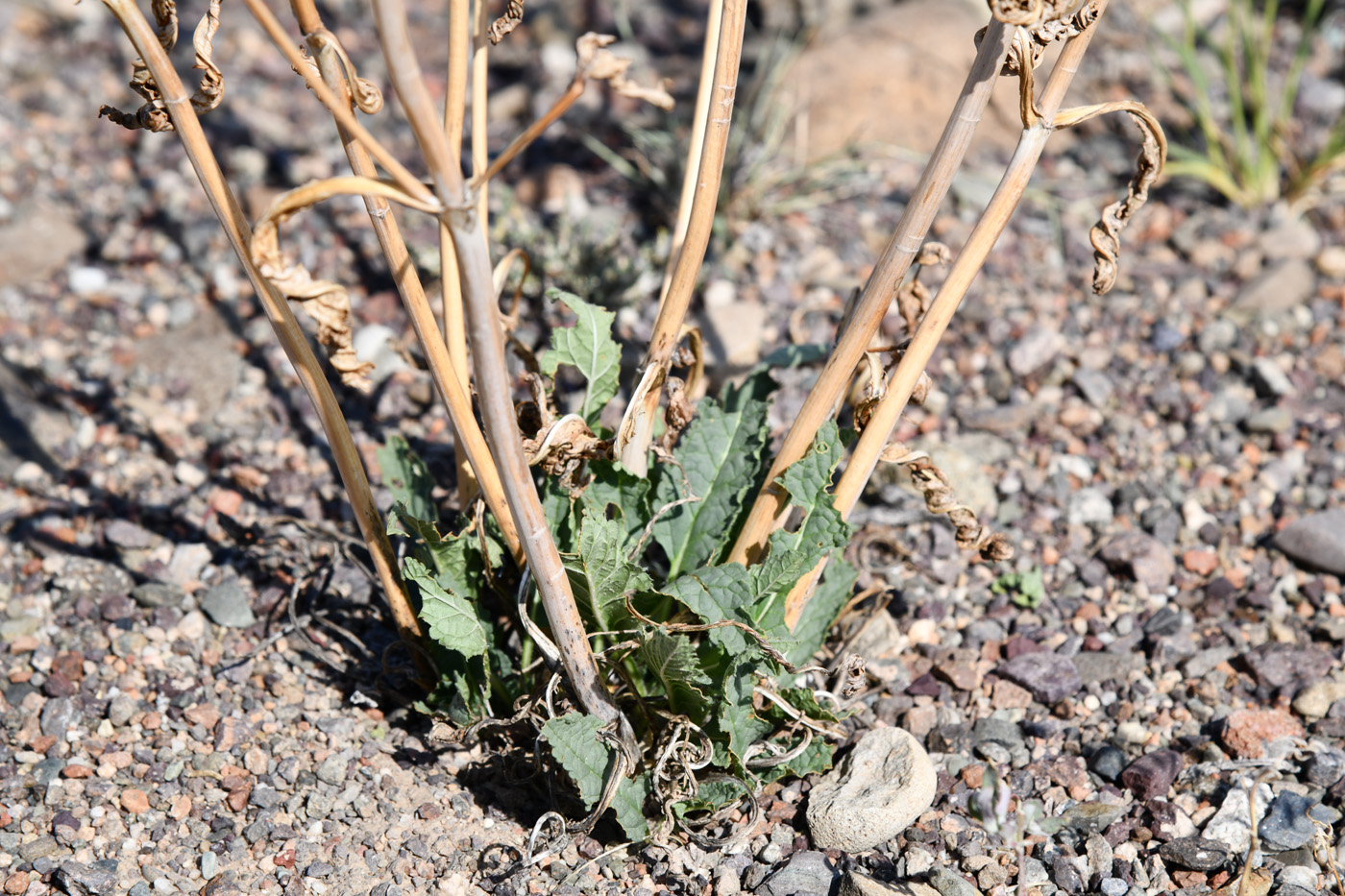 Image of Phlomoides zenaidae specimen.