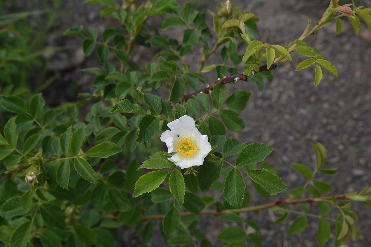 Image of genus Rosa specimen.