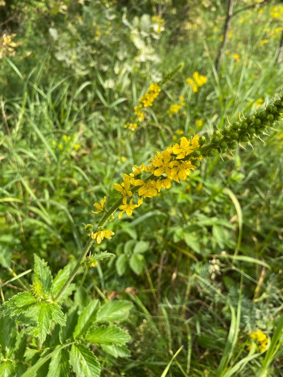 Image of Agrimonia eupatoria specimen.