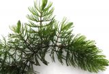 Ceratophyllum demersum. Часть плодоносящего растения. Астраханская обл., Наримановский р-н, окр. с. Туркменка, ерик Гурбута. 19.08.2010.