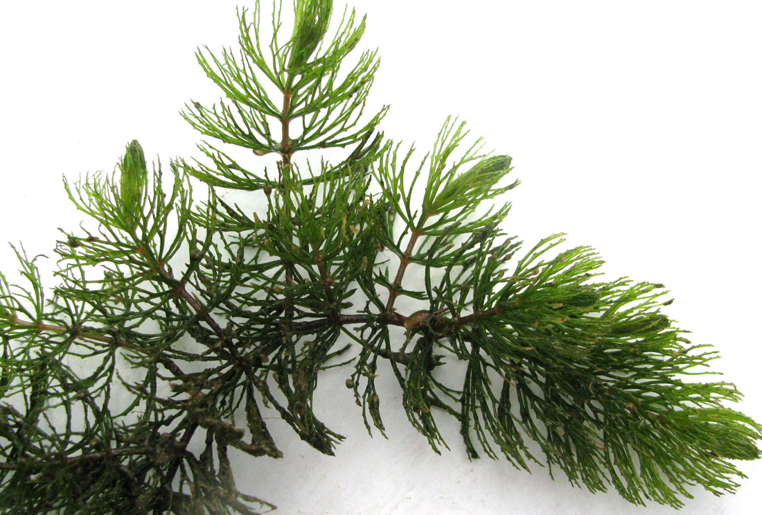 Изображение особи Ceratophyllum demersum.