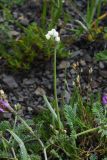 Allium denudatum