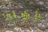 Cruciata laevipes