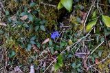 Vinca minor. Цветущее растение в сообществе с Ruscus colchicus и мхами. Краснодарский край, Сочи, Хостинский р-н, ущ. р. Хоста, Тисово-самшитовая роща, смешанный лес. 10.03.2025.