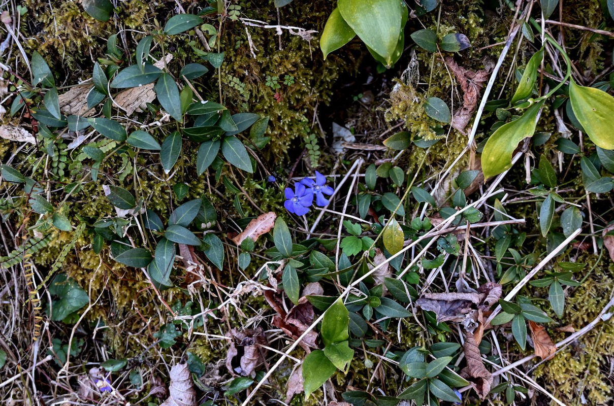 Image of Vinca minor specimen.