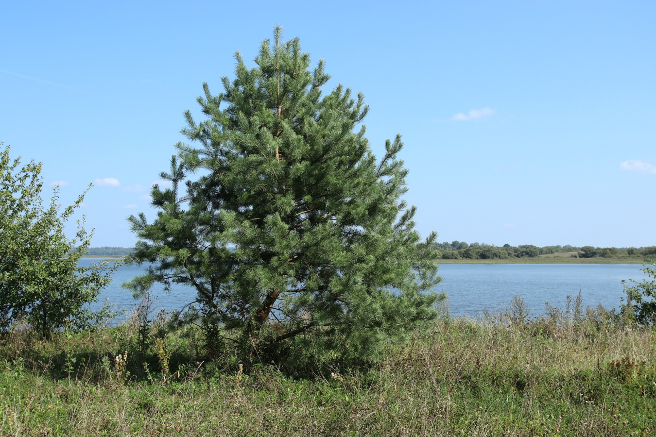 Изображение особи Pinus sylvestris.