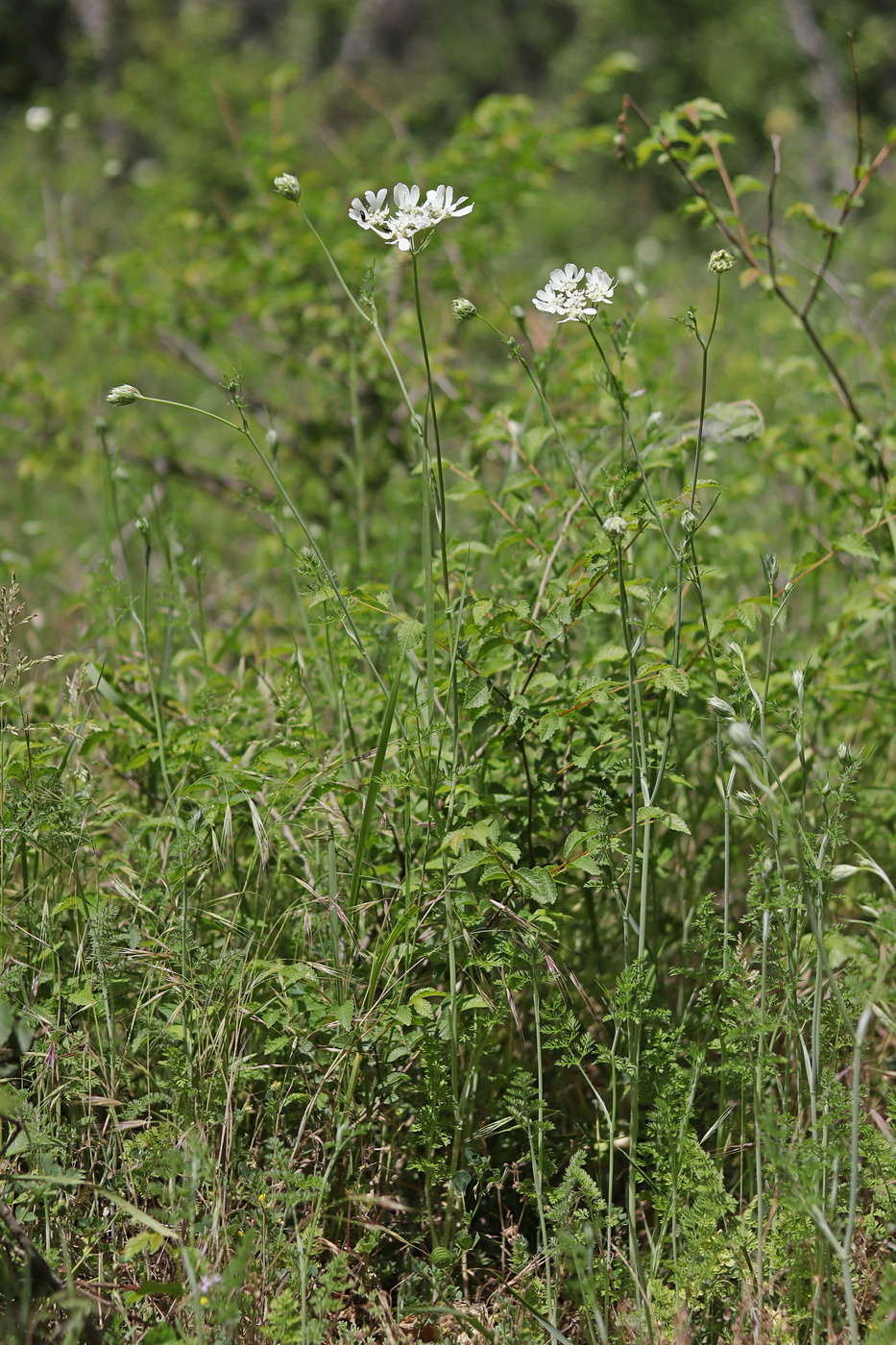 Image of Orlaya grandiflora specimen.