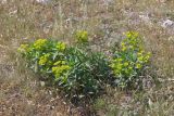 Euphorbia goldei. Цветущие растения. Крым, Севастополь, Ай-Петринская яйла, г. Балчик-Кая. 08.06.2025.