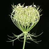 Daucus carota. Соцветие. Республика Абхазия, г. Сухум. 25.08.2009.