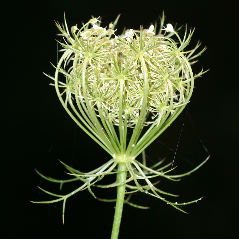 Изображение особи Daucus carota.