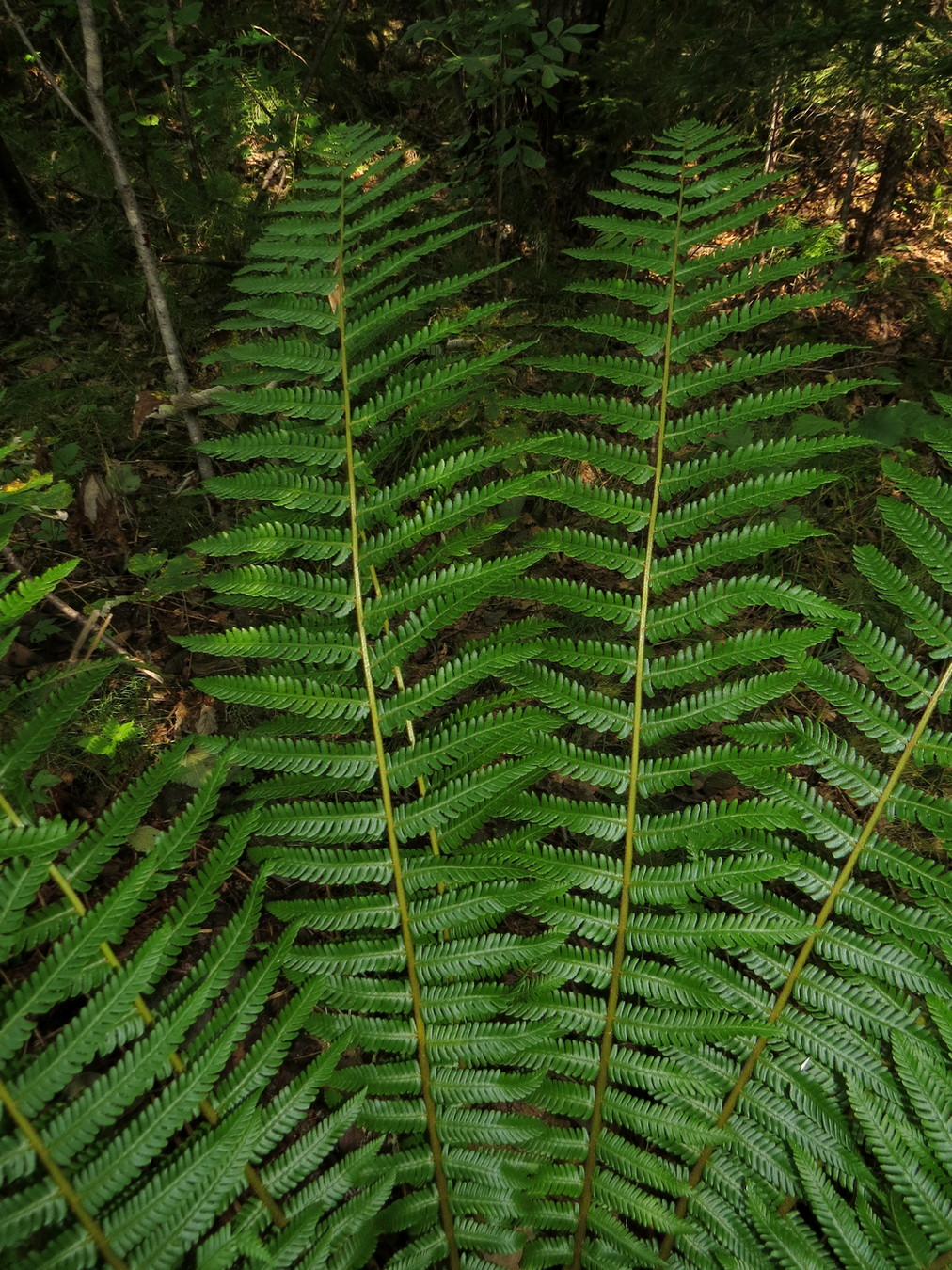 Image of Dryopteris crassirhizoma specimen.