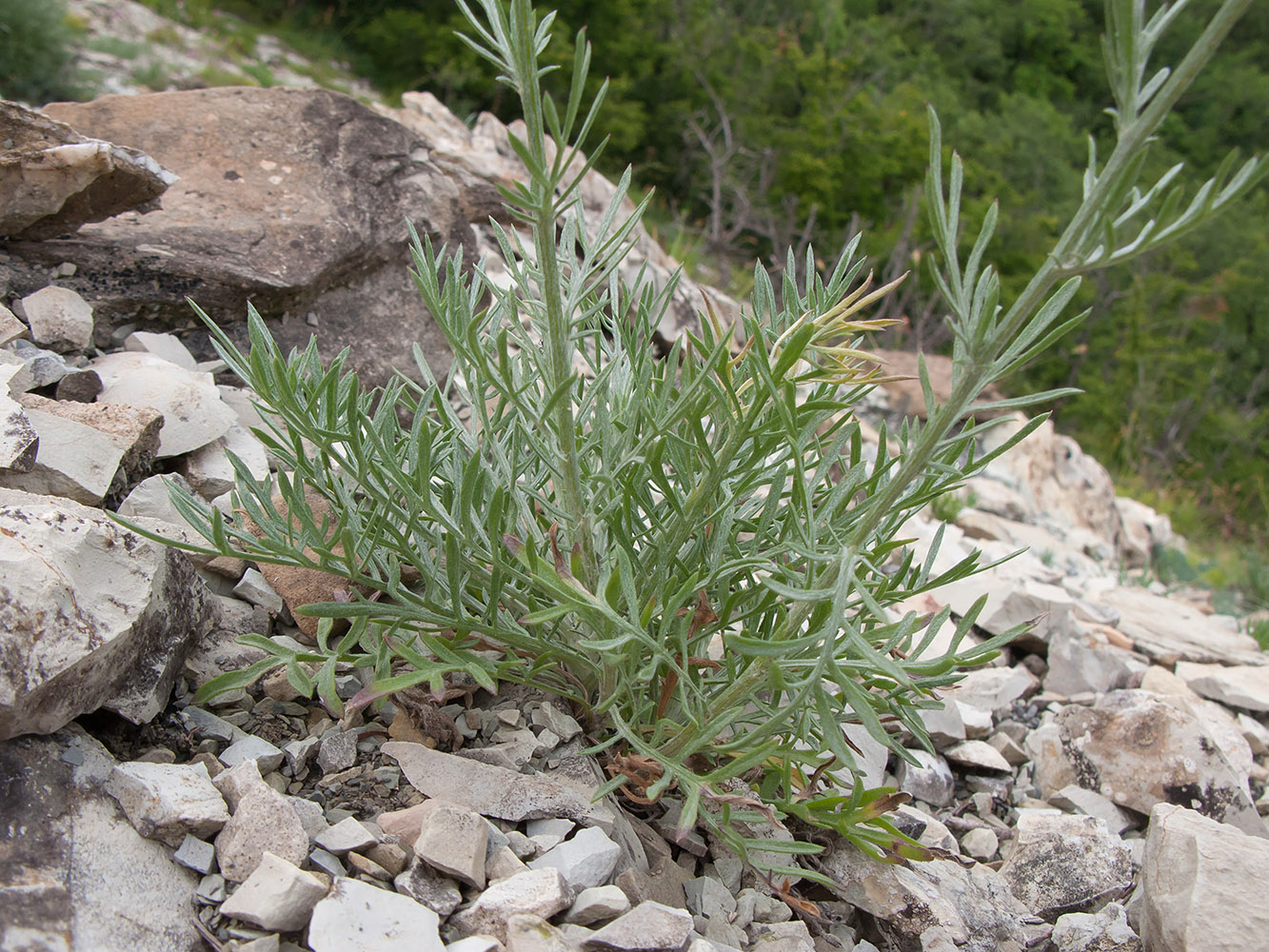 Image of Centaurea sarandinakiae specimen.