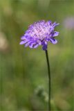 Knautia arvensis. Соцветие. Ленинградская обл., Ломоносовский р-н, окр. дер. Низино, разнотравный луг. 15.07.2025.