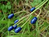 Clintonia udensis