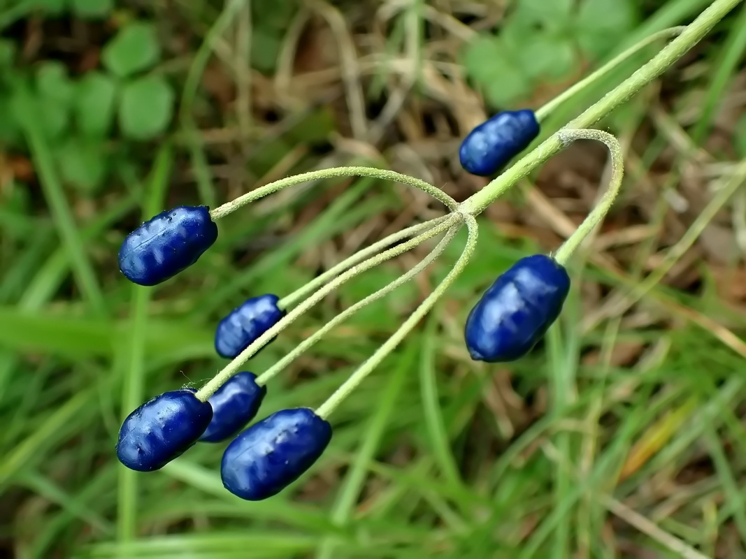 Image of Clintonia udensis specimen.
