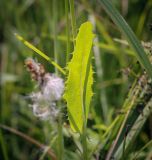 Sonchus subspecies uliginosus