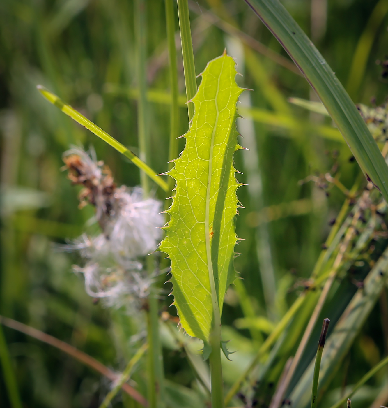 Image of Sonchus arvensis ssp. uliginosus specimen.