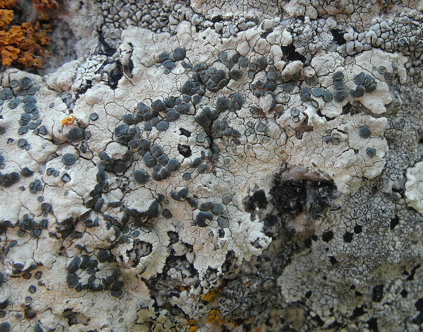 Изображение особи Lecanora marginata.